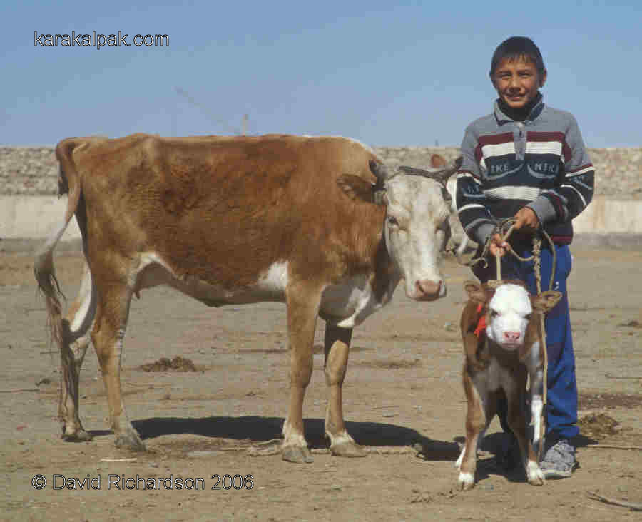 Young Karakalpak boy with cow and calf