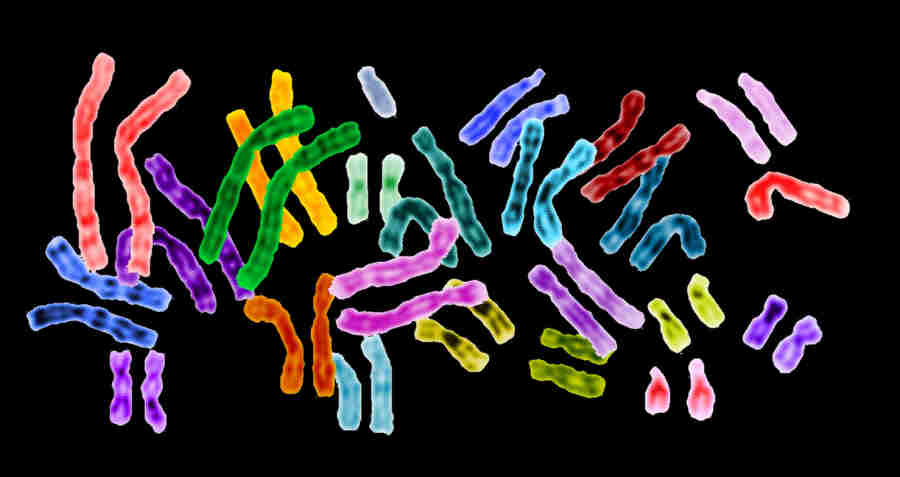 A set of human chromosomes