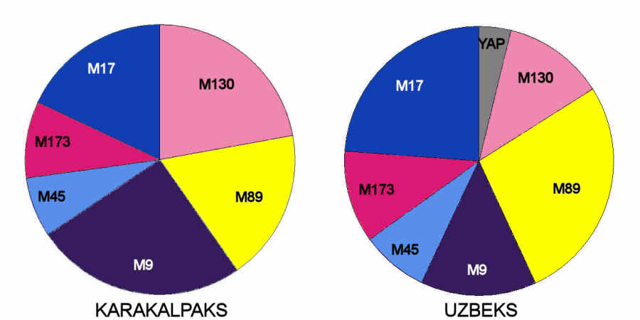 Distribution of Y chromosome haplotype lineages in Uzbeks and Karakalpaks