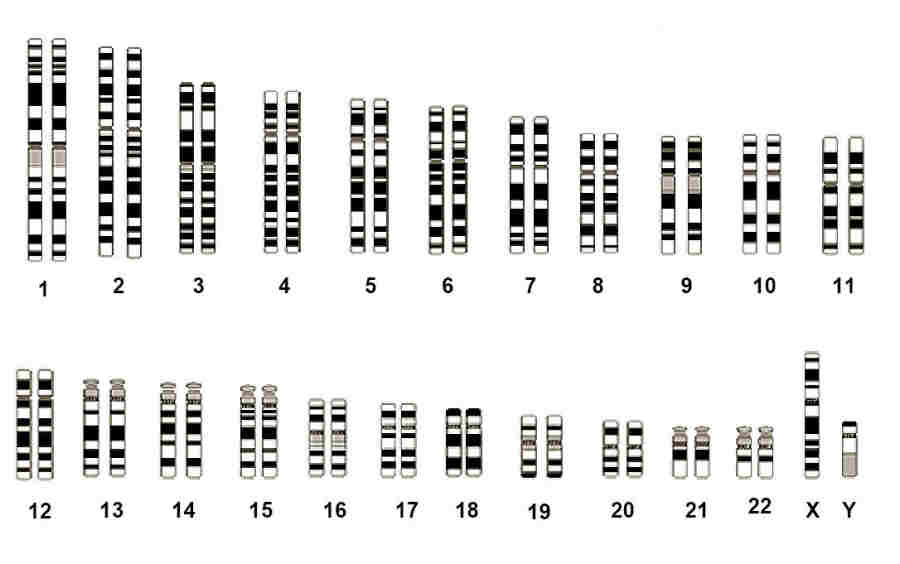 A set of human chromasomes