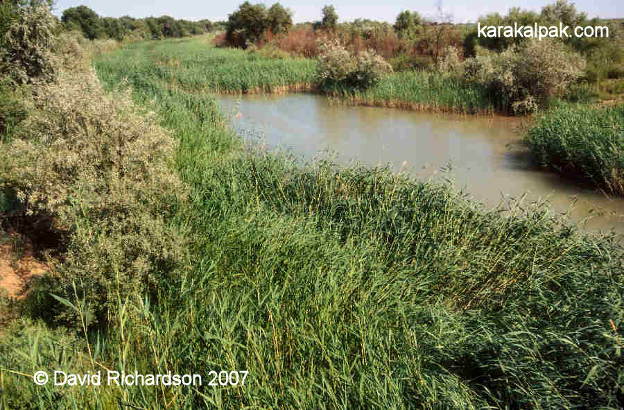 Reed-choked canal close to Aral awil